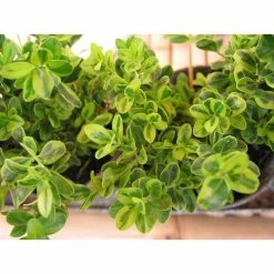 Online Orchards 1 Gal. Goldentip Boxwood Shrub Goldensplashed Foliage Further Brightens a Colorful Evergreen Classic
