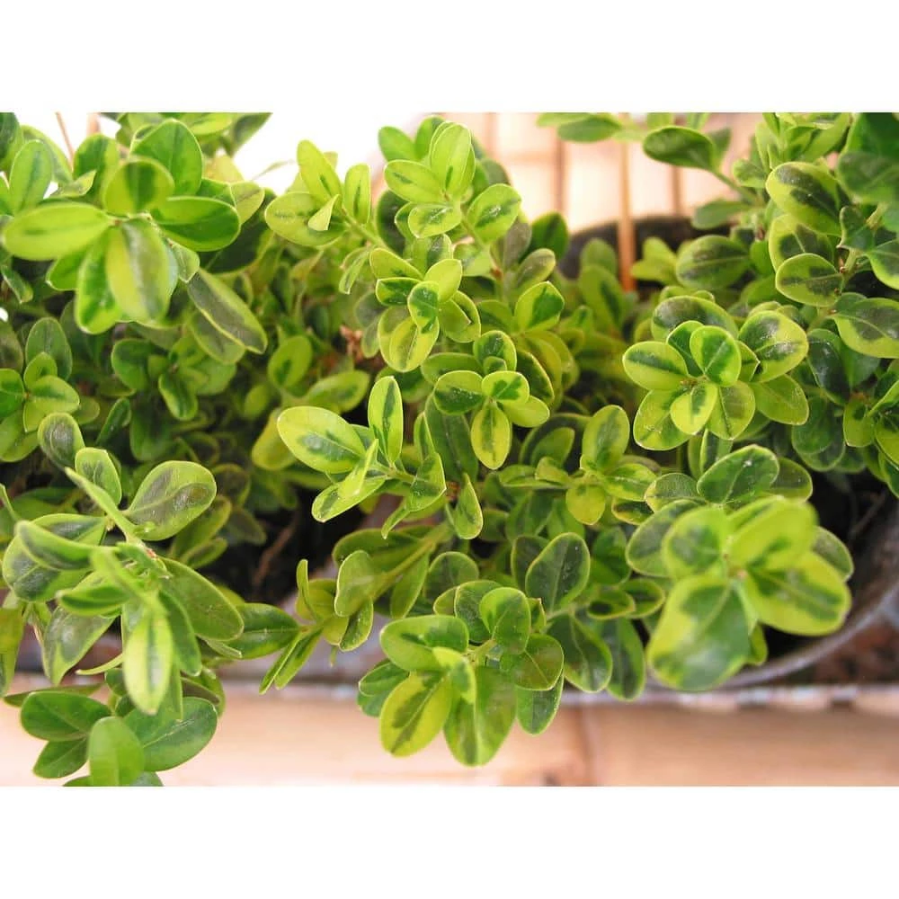 Online Orchards 1 Gal. Goldentip Boxwood Shrub Goldensplashed Foliage Further Brightens a Colorful Evergreen Classic 1 Online Orchards 1 Gal. Goldentip Boxwood Shrub Goldensplashed Foliage Further Brightens a Colorful Evergreen Classic