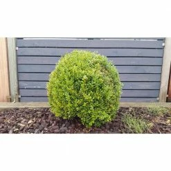 Online Orchards 1 Gal. Goldentip Boxwood Shrub Goldensplashed Foliage Further Brightens a Colorful Evergreen Classic 6 Online Orchards 1 Gal. Goldentip Boxwood Shrub Goldensplashed Foliage Further Brightens a Colorful Evergreen Classic -Online Orchards store online orchards bushes egbx002 c3 1000