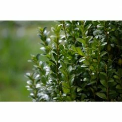 Online Orchards 1 Gal. Green Velvet Boxwood Evergreen Shrub 2-Plants 10 Online Orchards 1 Gal. Green Velvet Boxwood Evergreen Shrub 2-Plants -Online Orchards store online orchards bushes egbx003 1f 1000