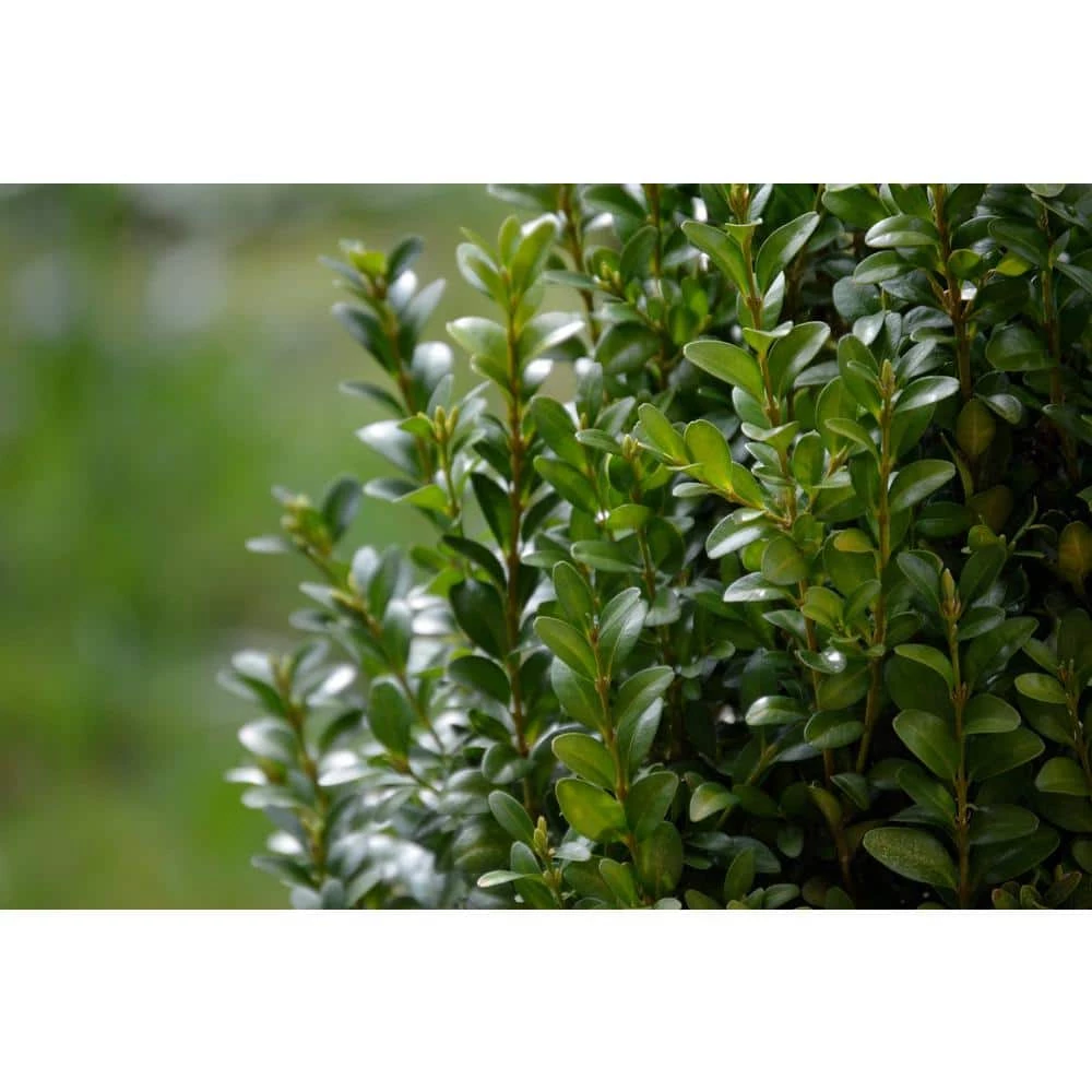 Online Orchards 1 Gal. Green Velvet Boxwood Evergreen Shrub 2-Plants 5 Online Orchards 1 Gal. Green Velvet Boxwood Evergreen Shrub 2-Plants - Image 5