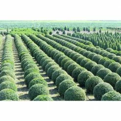 Online Orchards 1 Gal. Green Velvet Boxwood Evergreen Shrub 2-Plants 9 Online Orchards 1 Gal. Green Velvet Boxwood Evergreen Shrub 2-Plants -Online Orchards store online orchards bushes egbx003 4f 1000