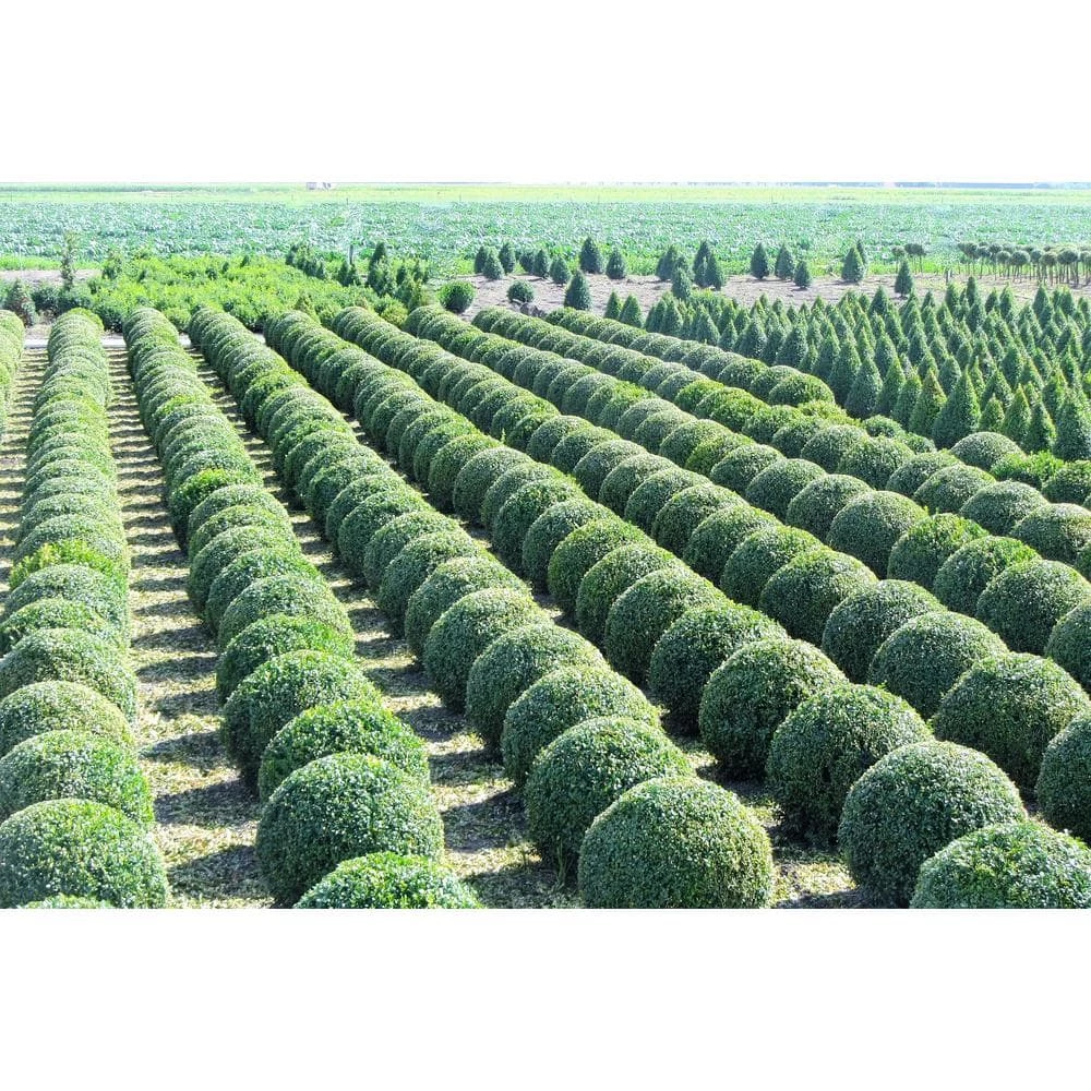 Online Orchards 1 Gal. Green Velvet Boxwood Evergreen Shrub 2-Plants 4 Online Orchards 1 Gal. Green Velvet Boxwood Evergreen Shrub 2-Plants - Image 4