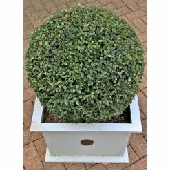 Online Orchards 1 Gal. Green Velvet Boxwood Evergreen Shrub 2-Plants