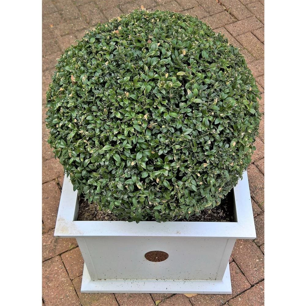 Online Orchards 1 Gal. Green Velvet Boxwood Evergreen Shrub 2-Plants 1 Online Orchards 1 Gal. Green Velvet Boxwood Evergreen Shrub 2-Plants