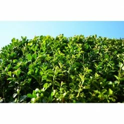 Online Orchards 1 Gal. Green Velvet Boxwood Evergreen Shrub 2-Plants 8 Online Orchards 1 Gal. Green Velvet Boxwood Evergreen Shrub 2-Plants -Online Orchards store online orchards bushes egbx003 c3 1000