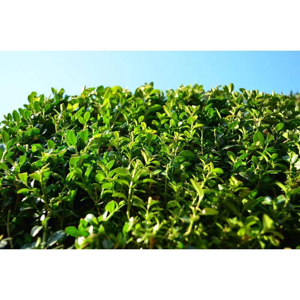 Online Orchards 1 Gal. Green Velvet Boxwood Evergreen Shrub 2-Plants 3 Online Orchards 1 Gal. Green Velvet Boxwood Evergreen Shrub 2-Plants - Image 3