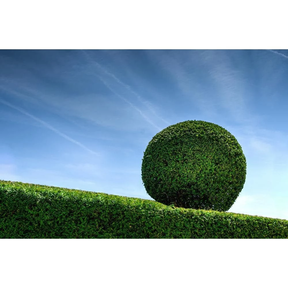 Online Orchards 1 Gal. Green Velvet Boxwood Evergreen Shrub 2-Plants 6 Online Orchards 1 Gal. Green Velvet Boxwood Evergreen Shrub 2-Plants - Image 6