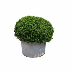 Online Orchards 1 Gal. Green Mountain Boxwood Shrub (2-Pack)