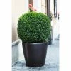 Online Orchards 1 Gal. American Boxwood Shrub (2-Pack)