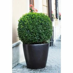 Online Orchards 1 Gal. American Boxwood Shrub (2-Pack)