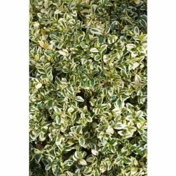 Online Orchards 1 Gal. Variegated Boxwood Shrub with Vivid Green and White Trimmed Foliage (2-Pack)