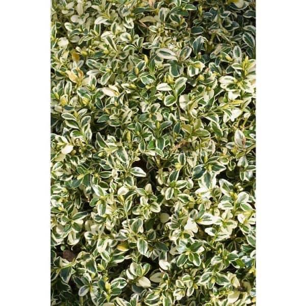Online Orchards 1 Gal. Variegated Boxwood Shrub with Vivid Green and White Trimmed Foliage (2-Pack) 1 Online Orchards 1 Gal. Variegated Boxwood Shrub with Vivid Green and White Trimmed Foliage (2-Pack)