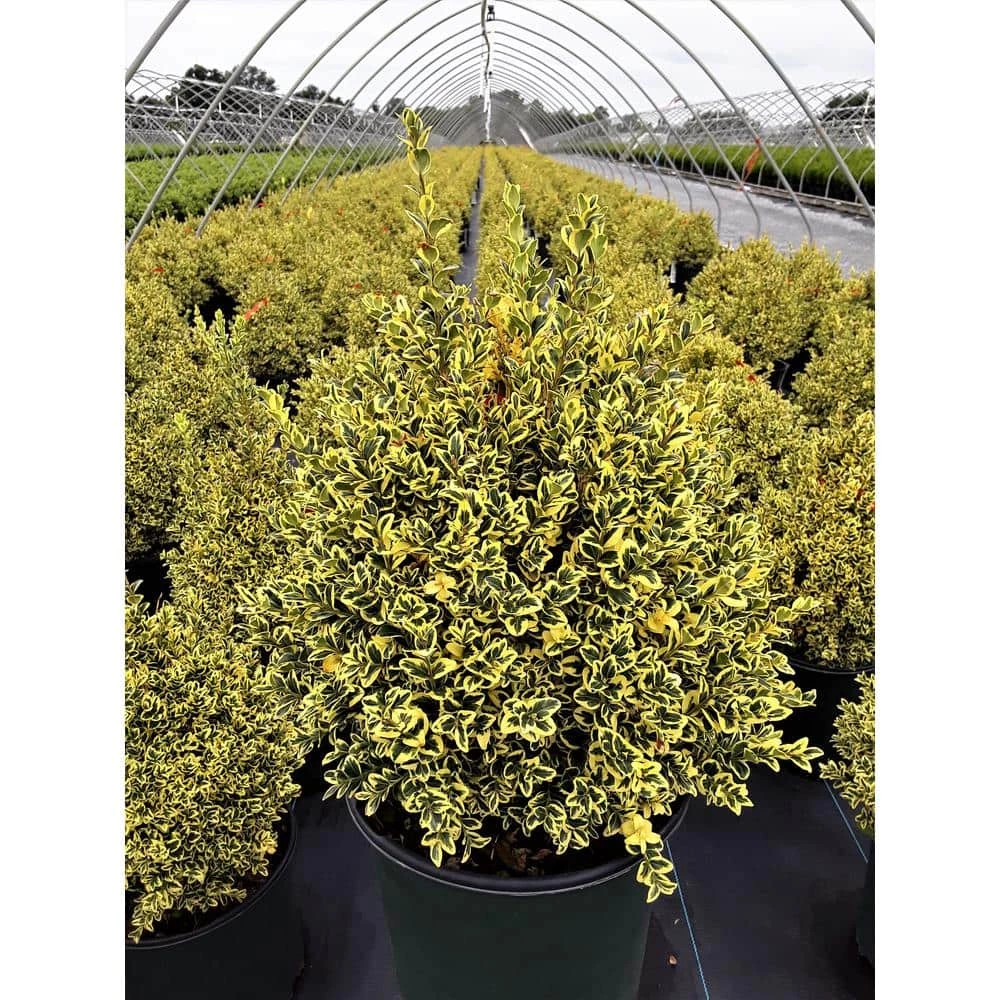 Online Orchards 1 Gal. Variegated Boxwood Shrub with Vivid Green and White Trimmed Foliage (2-Pack) 2 Online Orchards 1 Gal. Variegated Boxwood Shrub with Vivid Green and White Trimmed Foliage (2-Pack) - Image 2