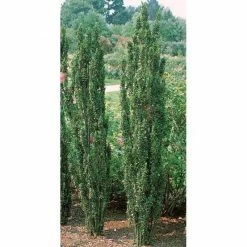 Online Orchards 1 Gal. Sky Pencil Japanese Holly Shrub Columnar Evergreen Especially Elegant in Containers and as Hedges -Online Orchards store online orchards bushes eghy001 1f 1000