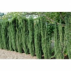 Online Orchards 1 Gal. Sky Pencil Japanese Holly Shrub Columnar Evergreen Especially Elegant in Containers and as Hedges -Online Orchards store online orchards bushes eghy001 44 1000