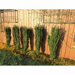 Online Orchards 1 Gal. Sky Pencil Japanese Holly Shrub Columnar Evergreen Especially Elegant in Containers and as Hedges -Online Orchards store online orchards bushes eghy001 76 1000