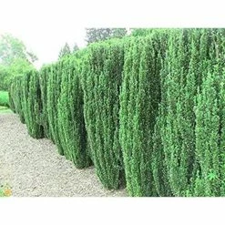 Online Orchards 1 Gal. Sky Pencil Japanese Holly Shrub Columnar Evergreen Especially Elegant in Containers and as Hedges -Online Orchards store online orchards bushes eghy001 c3 1000