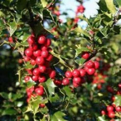 Online Orchards 1 Gal. Red Beauty Holly Shrub Symmetrical Grower with Rich Glossy Leaves and Abundant Bright Red Berries 11 Online Orchards 1 Gal. Red Beauty Holly Shrub Symmetrical Grower with Rich Glossy Leaves and Abundant Bright Red Berries -Online Orchards store online orchards bushes eghy002 1f 1000