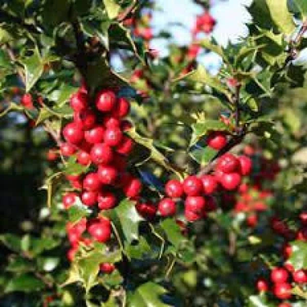 Online Orchards 1 Gal. Red Beauty Holly Shrub Symmetrical Grower with Rich Glossy Leaves and Abundant Bright Red Berries 5 Online Orchards 1 Gal. Red Beauty Holly Shrub Symmetrical Grower with Rich Glossy Leaves and Abundant Bright Red Berries - Image 5
