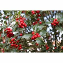 Online Orchards 1 Gal. Red Beauty Holly Shrub Symmetrical Grower with Rich Glossy Leaves and Abundant Bright Red Berries 12 Online Orchards 1 Gal. Red Beauty Holly Shrub Symmetrical Grower with Rich Glossy Leaves and Abundant Bright Red Berries -Online Orchards store online orchards bushes eghy002 44 1000