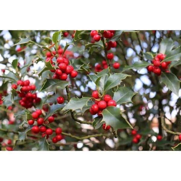 Online Orchards 1 Gal. Red Beauty Holly Shrub Symmetrical Grower with Rich Glossy Leaves and Abundant Bright Red Berries 6 Online Orchards 1 Gal. Red Beauty Holly Shrub Symmetrical Grower with Rich Glossy Leaves and Abundant Bright Red Berries - Image 6