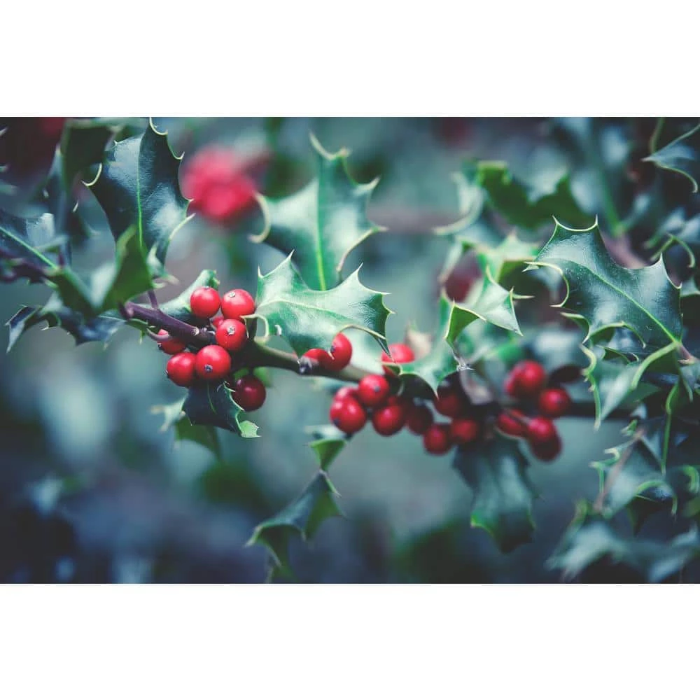 Online Orchards 1 Gal. Red Beauty Holly Shrub Symmetrical Grower with Rich Glossy Leaves and Abundant Bright Red Berries 4 Online Orchards 1 Gal. Red Beauty Holly Shrub Symmetrical Grower with Rich Glossy Leaves and Abundant Bright Red Berries - Image 4