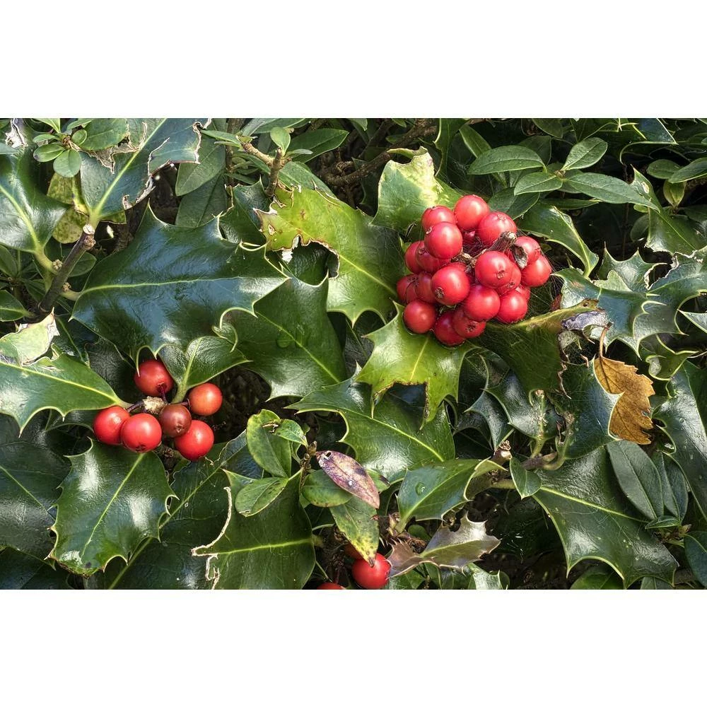 Online Orchards 1 Gal. Red Beauty Holly Shrub Symmetrical Grower with Rich Glossy Leaves and Abundant Bright Red Berries 7 Online Orchards 1 Gal. Red Beauty Holly Shrub Symmetrical Grower with Rich Glossy Leaves and Abundant Bright Red Berries - Image 7