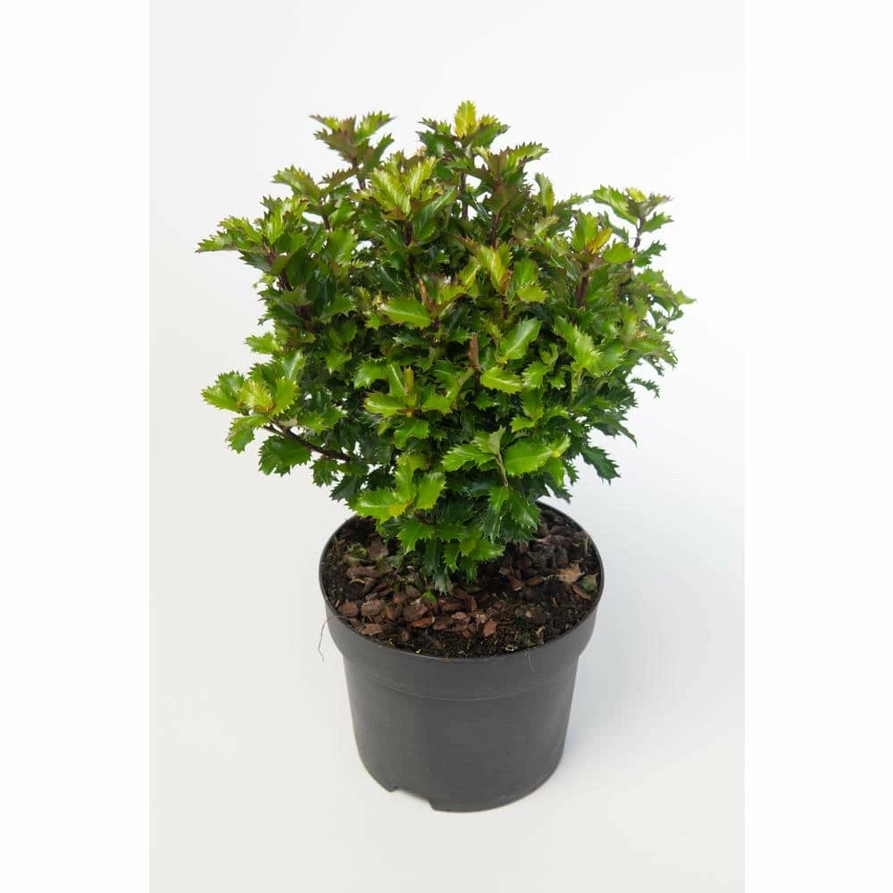 Online Orchards 1 Gal. Castle Spire Blue Holly Shrub Vigorous Grower with Bright Red Berries and Tough, Shiny Foliage 5 Online Orchards 1 Gal. Castle Spire Blue Holly Shrub Vigorous Grower with Bright Red Berries and Tough, Shiny Foliage - Image 5