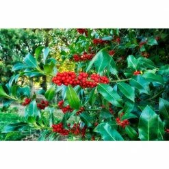 Online Orchards 1 Gal. Castle Spire Blue Holly Shrub Vigorous Grower with Bright Red Berries and Tough, Shiny Foliage