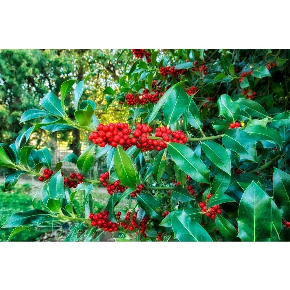 Online Orchards 1 Gal. Castle Spire Blue Holly Shrub Vigorous Grower with Bright Red Berries and Tough, Shiny Foliage 1 Online Orchards 1 Gal. Castle Spire Blue Holly Shrub Vigorous Grower with Bright Red Berries and Tough, Shiny Foliage