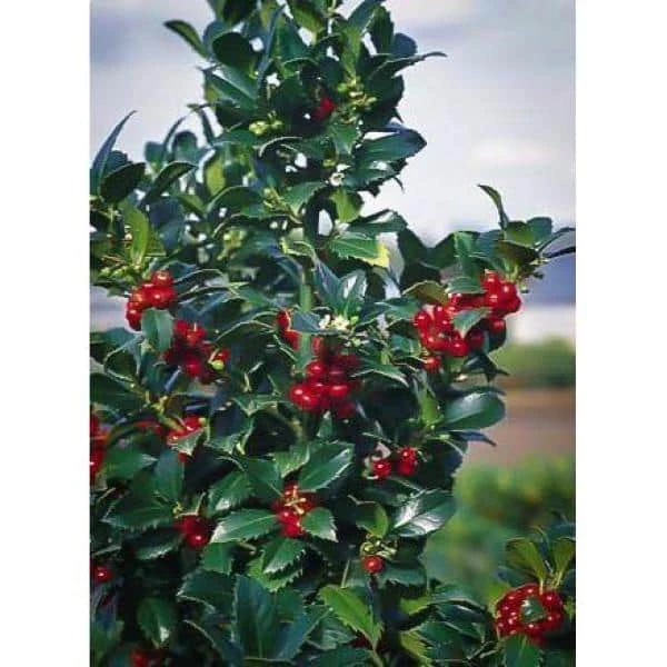 Online Orchards 1 Gal. Castle Spire Blue Holly Shrub Vigorous Grower with Bright Red Berries and Tough, Shiny Foliage 3 Online Orchards 1 Gal. Castle Spire Blue Holly Shrub Vigorous Grower with Bright Red Berries and Tough, Shiny Foliage - Image 3