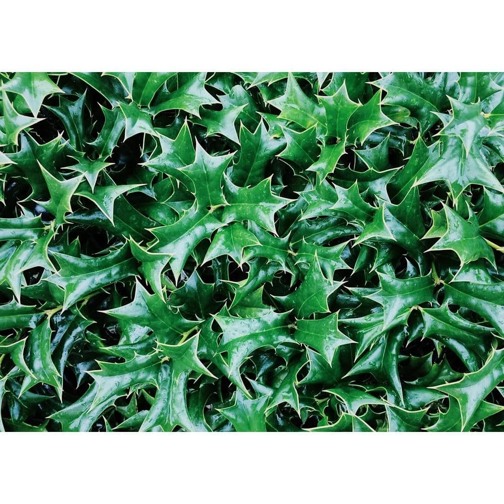 Online Orchards 1 Gal. Castle Spire Blue Holly Shrub Vigorous Grower with Bright Red Berries and Tough, Shiny Foliage 2 Online Orchards 1 Gal. Castle Spire Blue Holly Shrub Vigorous Grower with Bright Red Berries and Tough, Shiny Foliage - Image 2