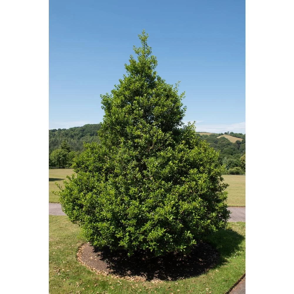 Online Orchards 1 Gal. Castle Spire Blue Holly Shrub Vigorous Grower with Bright Red Berries and Tough, Shiny Foliage 6 Online Orchards 1 Gal. Castle Spire Blue Holly Shrub Vigorous Grower with Bright Red Berries and Tough, Shiny Foliage - Image 6