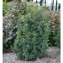Online Orchards 1 Gal. Castle Wall Blue Holly Shrub With Lustrous Foliage and Naturally Pyramidal Form