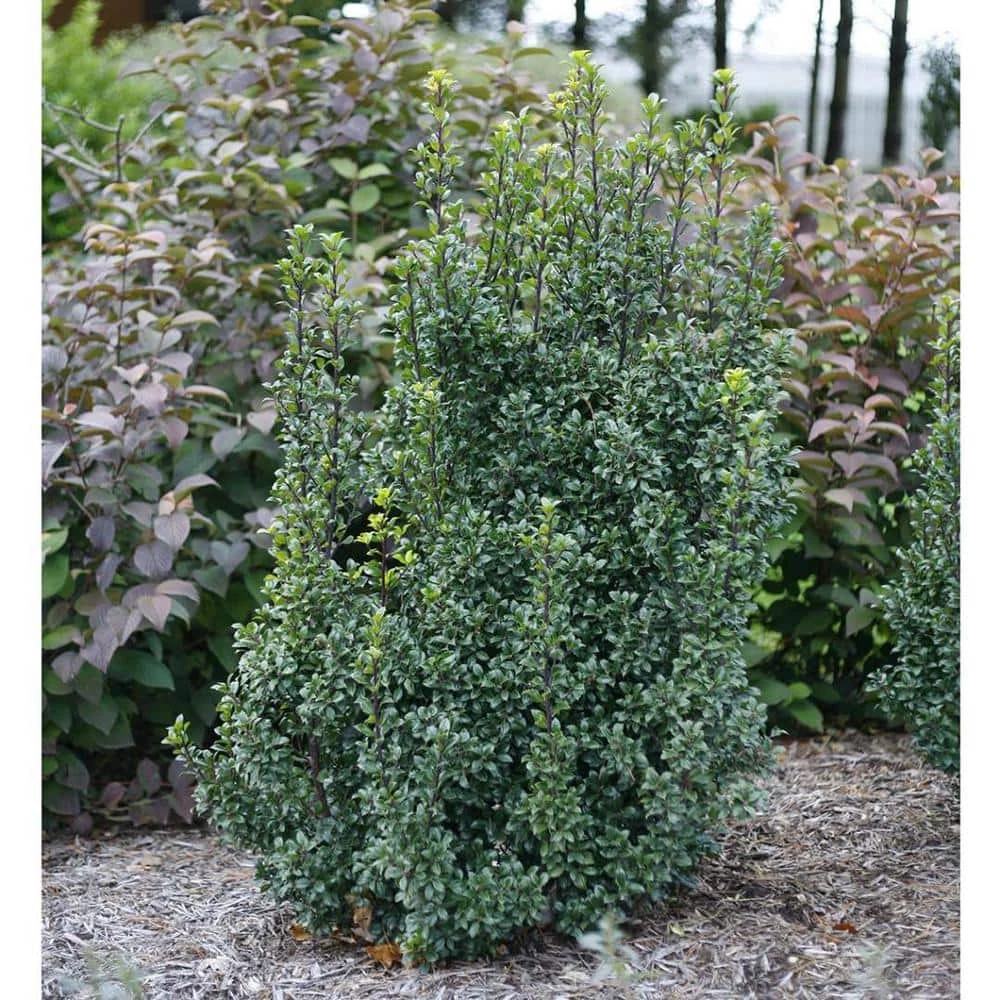 Online Orchards 1 Gal. Castle Wall Blue Holly Shrub With Lustrous Foliage and Naturally Pyramidal Form 1 Online Orchards 1 Gal. Castle Wall Blue Holly Shrub With Lustrous Foliage and Naturally Pyramidal Form