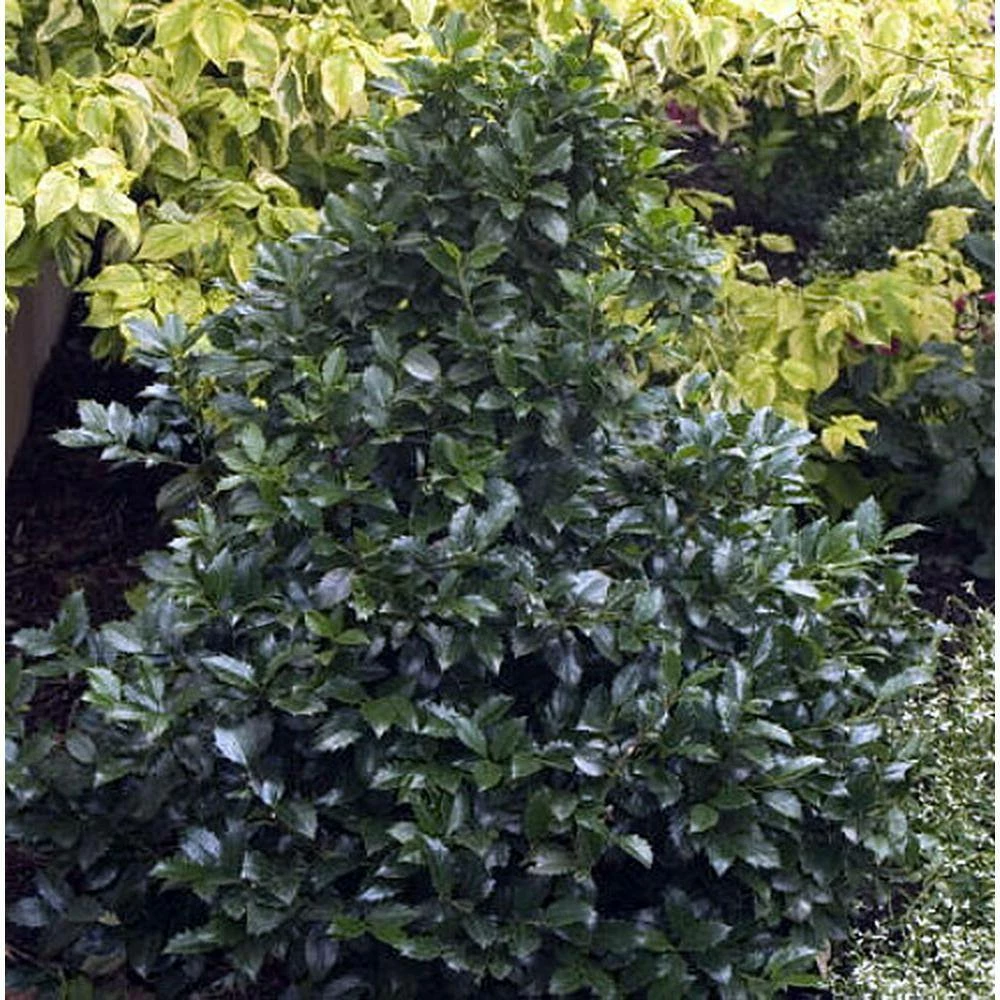 Online Orchards 1 Gal. Castle Wall Blue Holly Shrub With Lustrous Foliage and Naturally Pyramidal Form 2 Online Orchards 1 Gal. Castle Wall Blue Holly Shrub With Lustrous Foliage and Naturally Pyramidal Form - Image 2