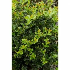 Online Orchards 1 Gal. Blue Boy Holly Shrub With Glossy Blue-Green Leaves and Powerful Pollinating Capabilities