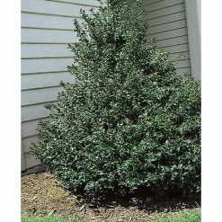 Online Orchards store -Online Orchards store online orchards bushes eghy005 e1 1000