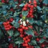 Online Orchards 1 Gal. Blue Princess Holly Shrub With Bright Red Berries All Winter Long