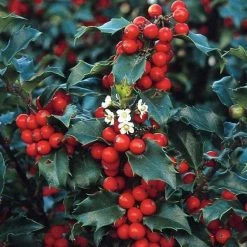 Online Orchards 1 Gal. Blue Princess Holly Shrub With Bright Red Berries All Winter Long