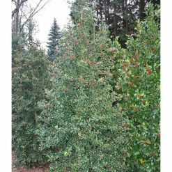 Online Orchards 1 Gal. Dragon Lady Holly Shrub With Prolific Bright Scarlet Red Berries During Winter