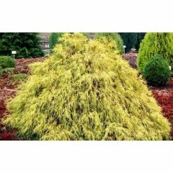 Online Orchards 1 Gal. Kings Gold Threadbranch Cypress Shrub Brings Rich, Permanent Color to any Landscape -Online Orchards store online orchards bushes egtc001 1f 1000