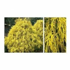 Online Orchards 1 Gal. Kings Gold Threadbranch Cypress Shrub Brings Rich, Permanent Color to any Landscape -Online Orchards store online orchards bushes egtc001 44 1000