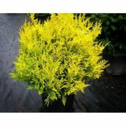 Online Orchards 1 Gal. Kings Gold Threadbranch Cypress Shrub Brings Rich, Permanent Color to any Landscape -Online Orchards store online orchards bushes egtc001 4f 1000