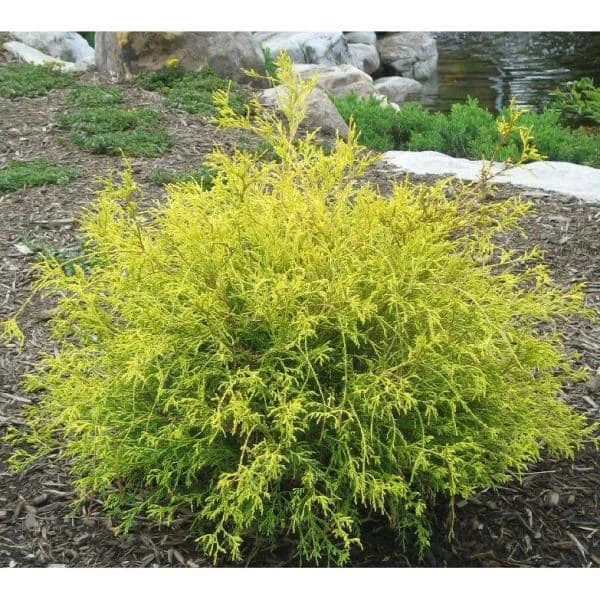 Online Orchards 1 Gal. Gold Mop Threadbranch Cypress Shrub with Colorful Golden Yellow Evergreen Foliage 2 Online Orchards 1 Gal. Gold Mop Threadbranch Cypress Shrub with Colorful Golden Yellow Evergreen Foliage - Image 2