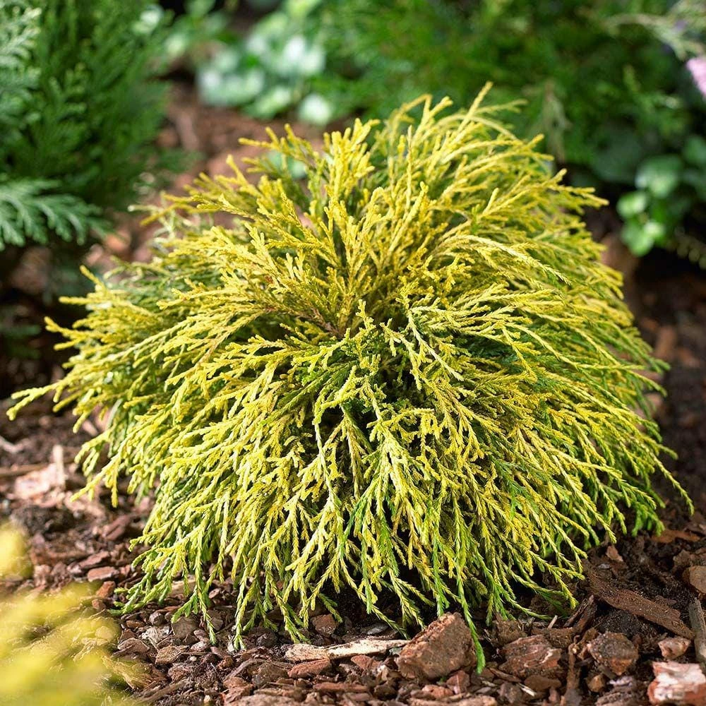 Online Orchards 1 Gal. Sungold Cypress Shrub with Unique Finely Textured Yellow Foliage 1 Online Orchards 1 Gal. Sungold Cypress Shrub with Unique Finely Textured Yellow Foliage