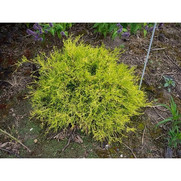 Online Orchards 1 Gal. Sungold Cypress Shrub with Unique Finely Textured Yellow Foliage 2 Online Orchards 1 Gal. Sungold Cypress Shrub with Unique Finely Textured Yellow Foliage - Image 2