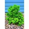 Online Orchards 1 Gal. Dwarf Hinoki Cypress Shrub with Deep Green Coniferous Evergreen Foliage