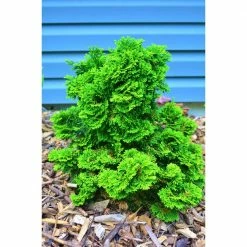Online Orchards 1 Gal. Dwarf Hinoki Cypress Shrub with Deep Green Coniferous Evergreen Foliage